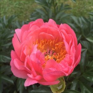 Meet your Posher, Miriam